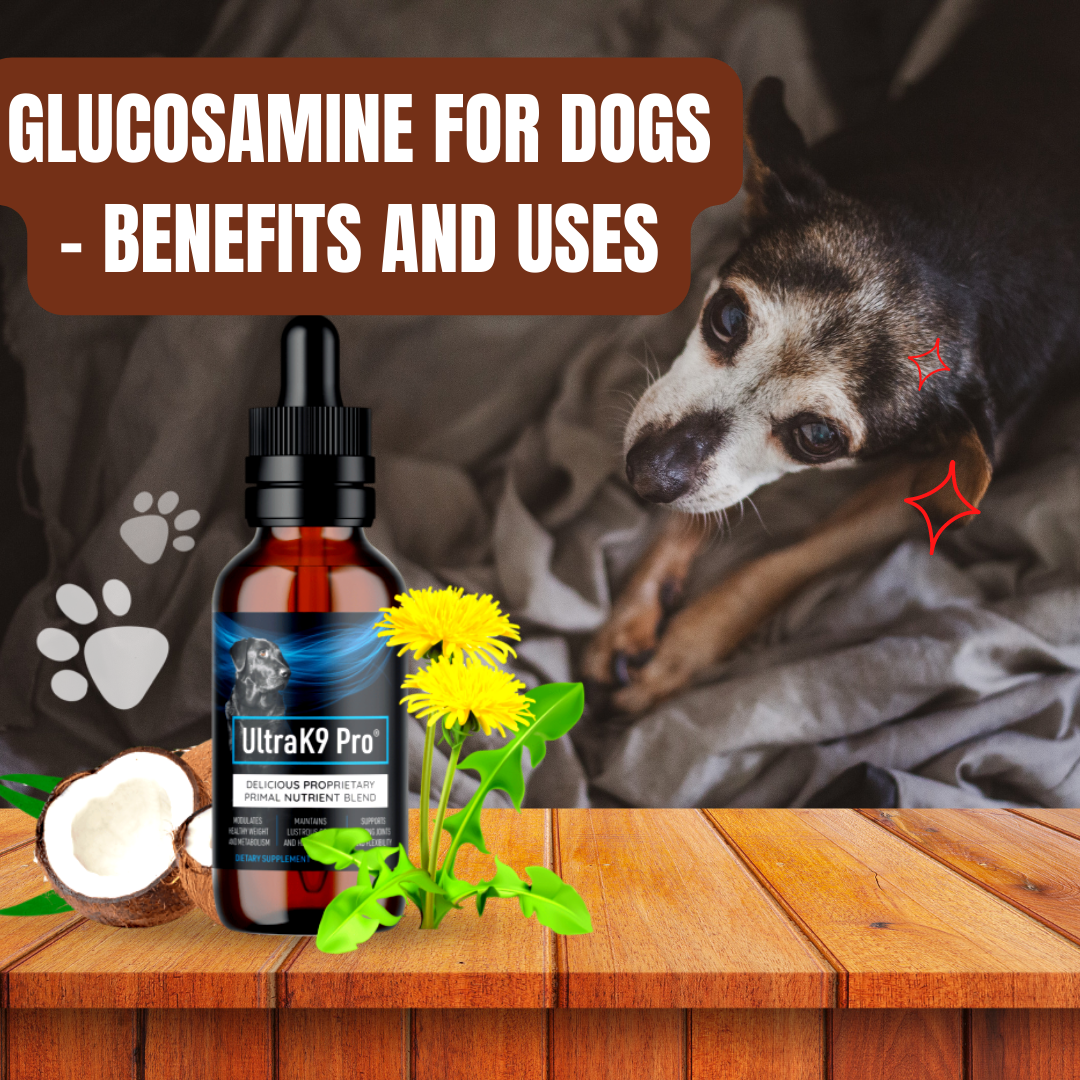 Glucosamine for Dogs Benefits and Uses Envelope Real